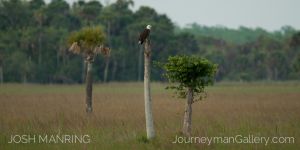 Josh Manring Photographer Decor Wall Art -  Florida Birds Everglades -20.jpg